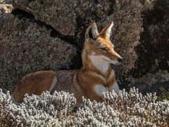 Ethiopian wolf