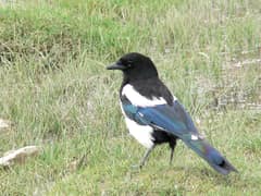 Eurasian Magpie