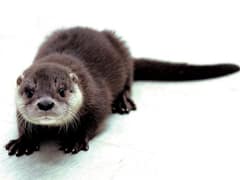 Eurasian otter