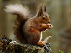 Eurasian Red Squirrel