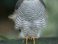 Eurasian Sparrowhawk