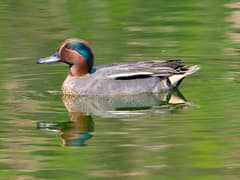 Eurasian Teal