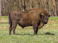 European bison