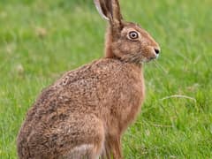 European hare