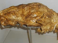 European jaguar