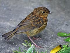 European robin