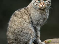 European wildcat