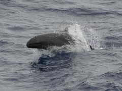 False killer whale
