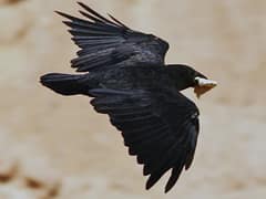 Fan-tailed Raven