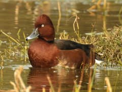 Ferruginous Duck