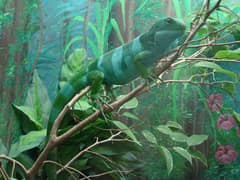 Fiji Banded Iguana