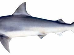 Finetooth shark