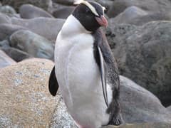Fiordland Penguin