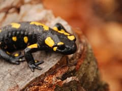 Fire salamander