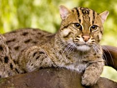 Fishing cat