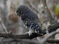 Forest owlet