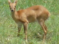 Four-horned antelope