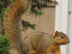 Fox squirrel