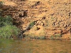 Freshwater crocodile