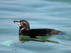 Galápagos Penguin
