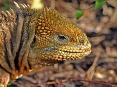 Galapagos land iguana