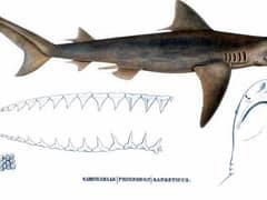 Ganges shark