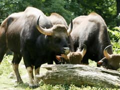 Gaur