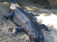 Gharial
