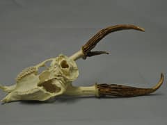 Giant muntjac