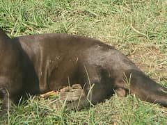 Giant otter