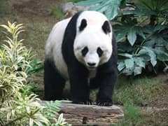 Giant panda