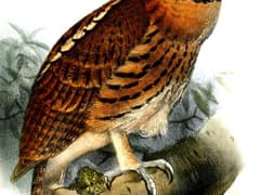 Giant Scops Owl