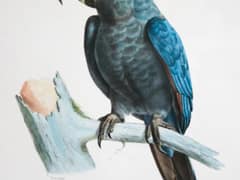 Glaucous Macaw