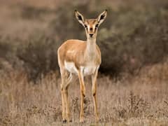 Goitered gazelle