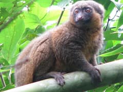 Golden bamboo lemur