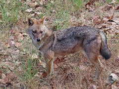 Golden jackal