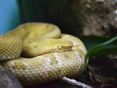 Golden lancehead