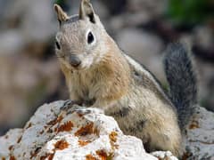 Golden-mantled ground squirrel