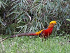 Golden Pheasant