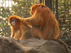 Golden snub-nosed monkey