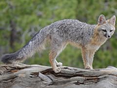 Gray fox