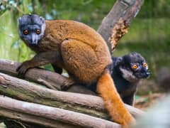 Gray-headed lemur