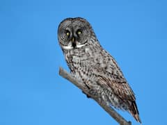 Great Grey Owl