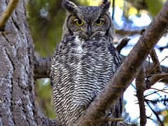 Great Horned Owl