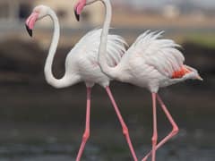 Greater flamingo