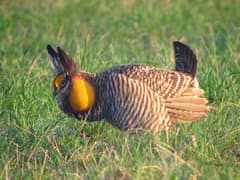 Greater Prairie Chicken
