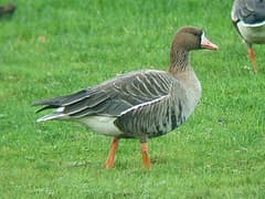 Greater white-fronted goose