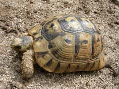 Greek tortoise