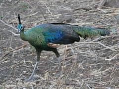 Green Peafowl