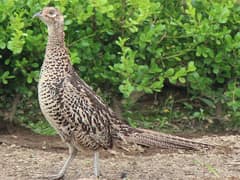 Green Pheasant